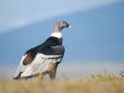 Female Andean condor in Patagonia. Chile, Magallanes. Art Print